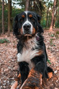 bernese mountain dog shaking paws