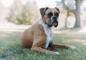boxer laying down on grass