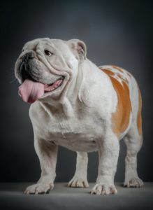 english bulldog