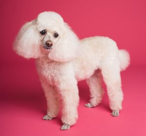 fluffy white poodle