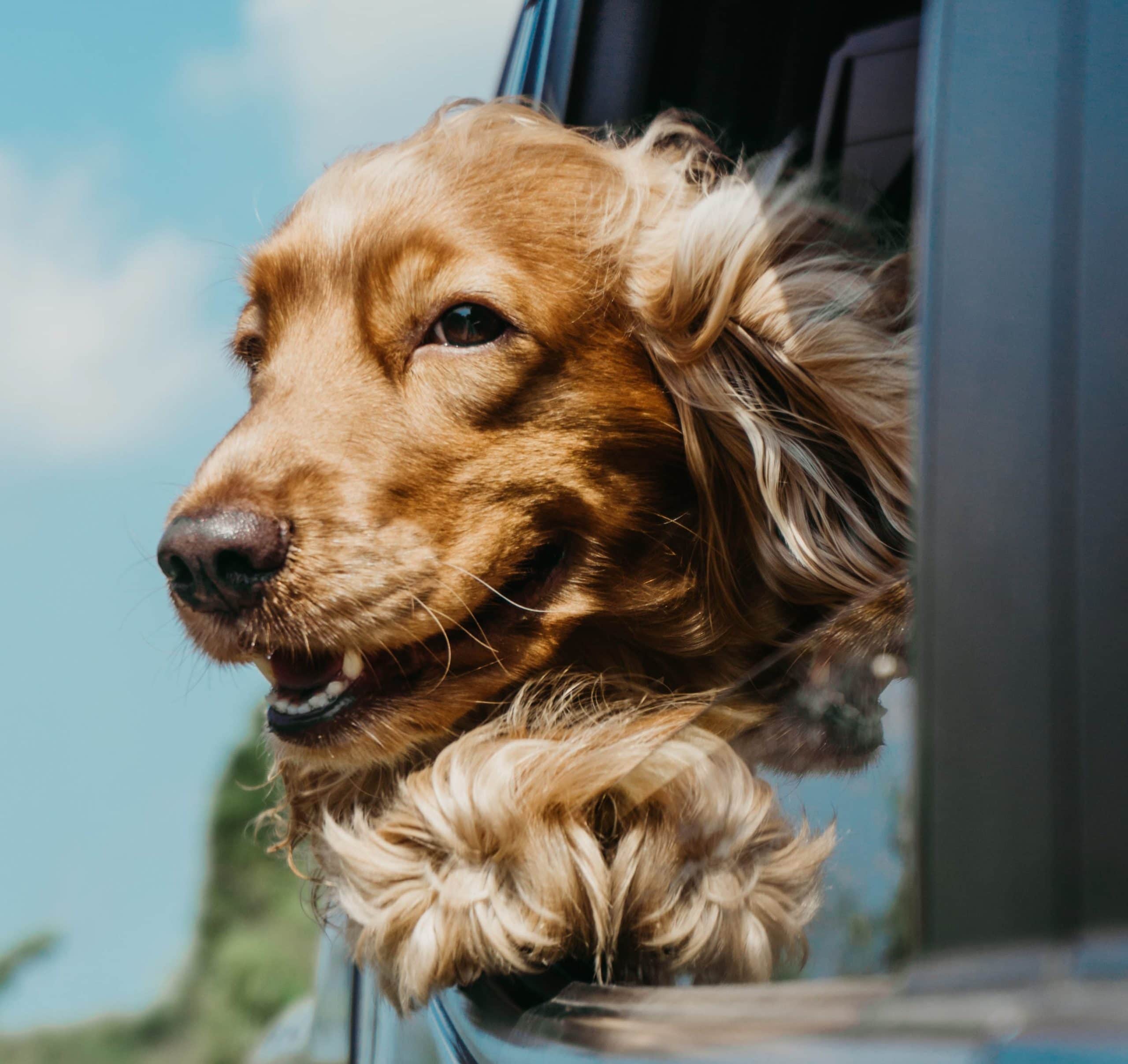 golden retriever hanging its head out the car window
