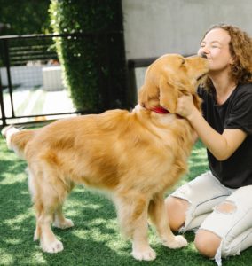 golden retrieve getting kisses