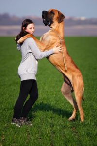 great dane standing on hind legs