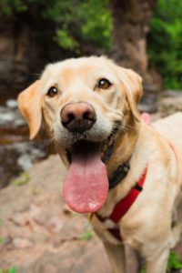 yellow labrador retriever