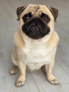 pug looking up at the camera