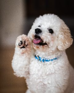 bichon frise puppy holding up its paw